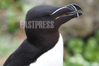 EA347106, Eastpress, Vardö, Norway